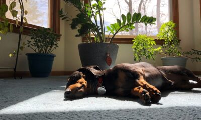 Dachshund