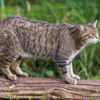 Scottish wildcat
