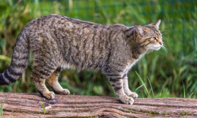Scottish wildcat