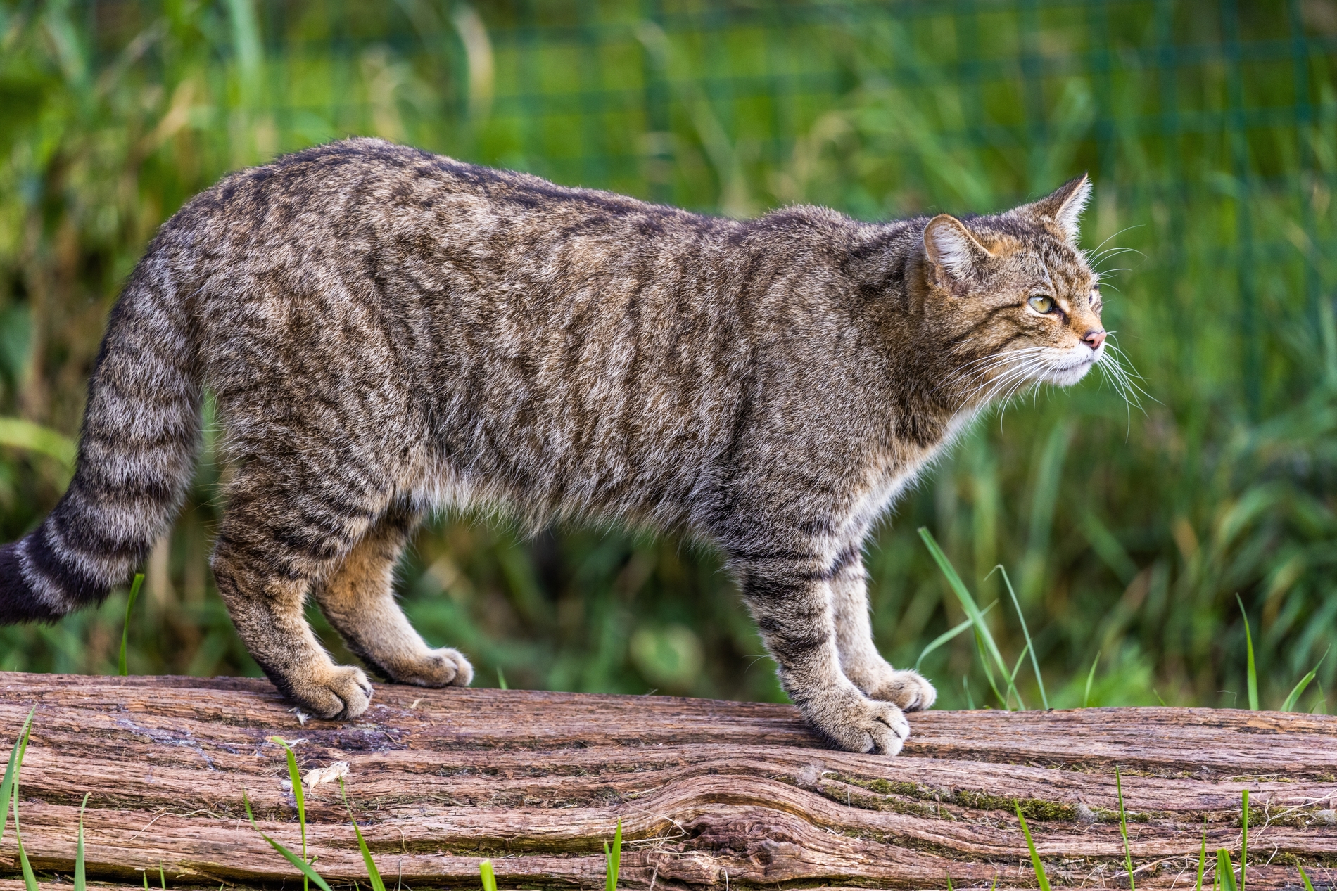 Scottish wildcat