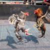 Cockfighting