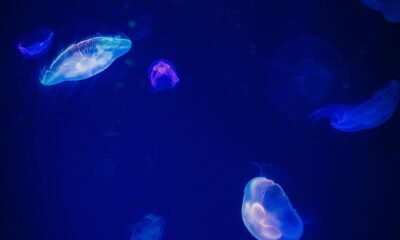 Jellyfish